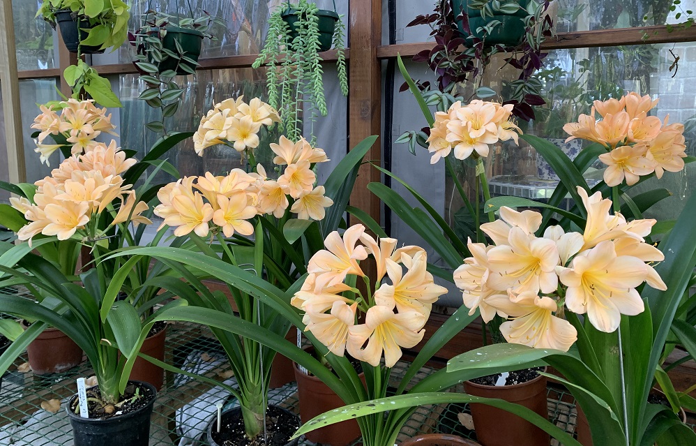 Utopia Clivias
